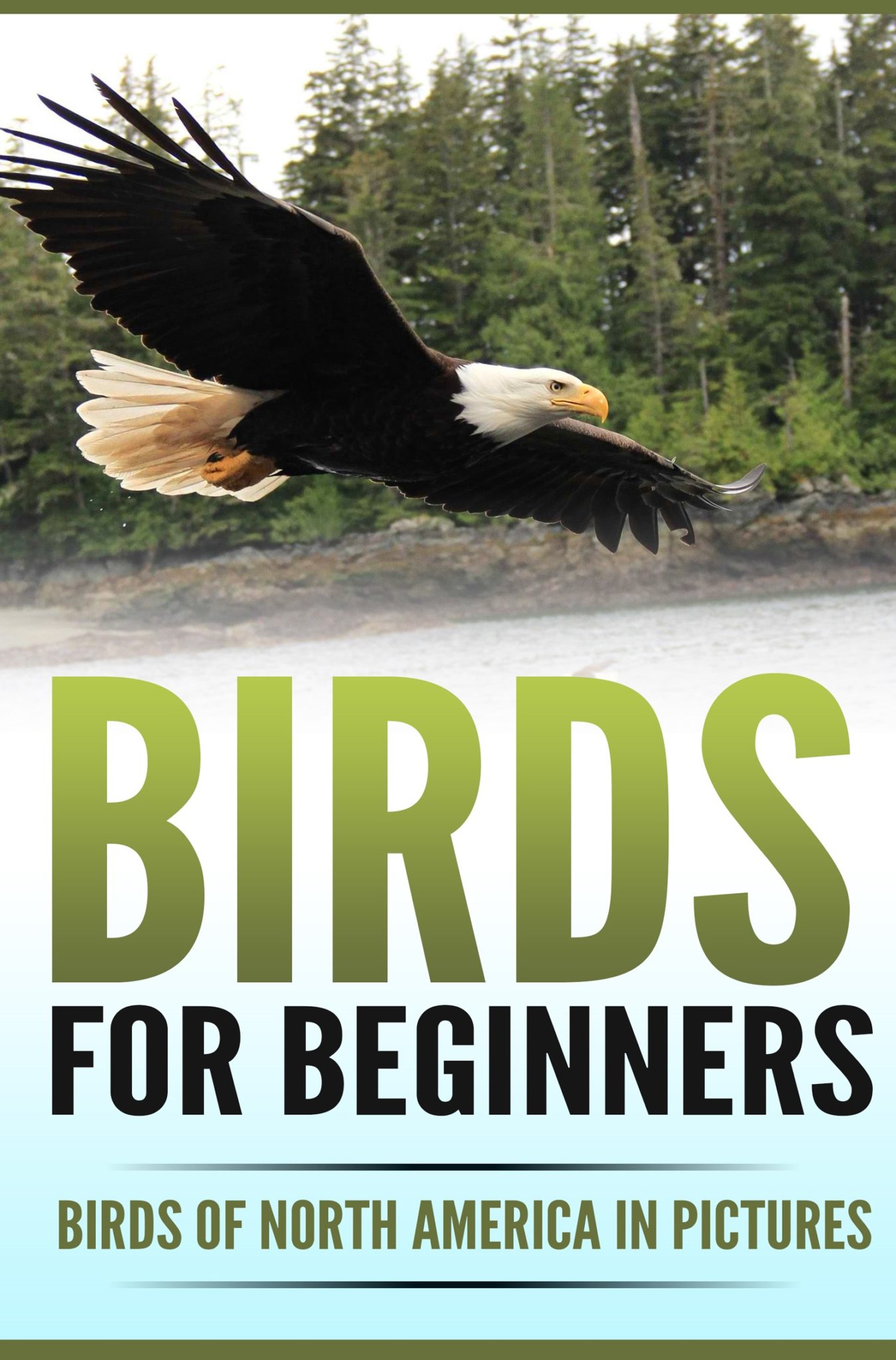 FREE: Birds for Beginners: Birds of North America in Pictures by Pippa Cloverdale